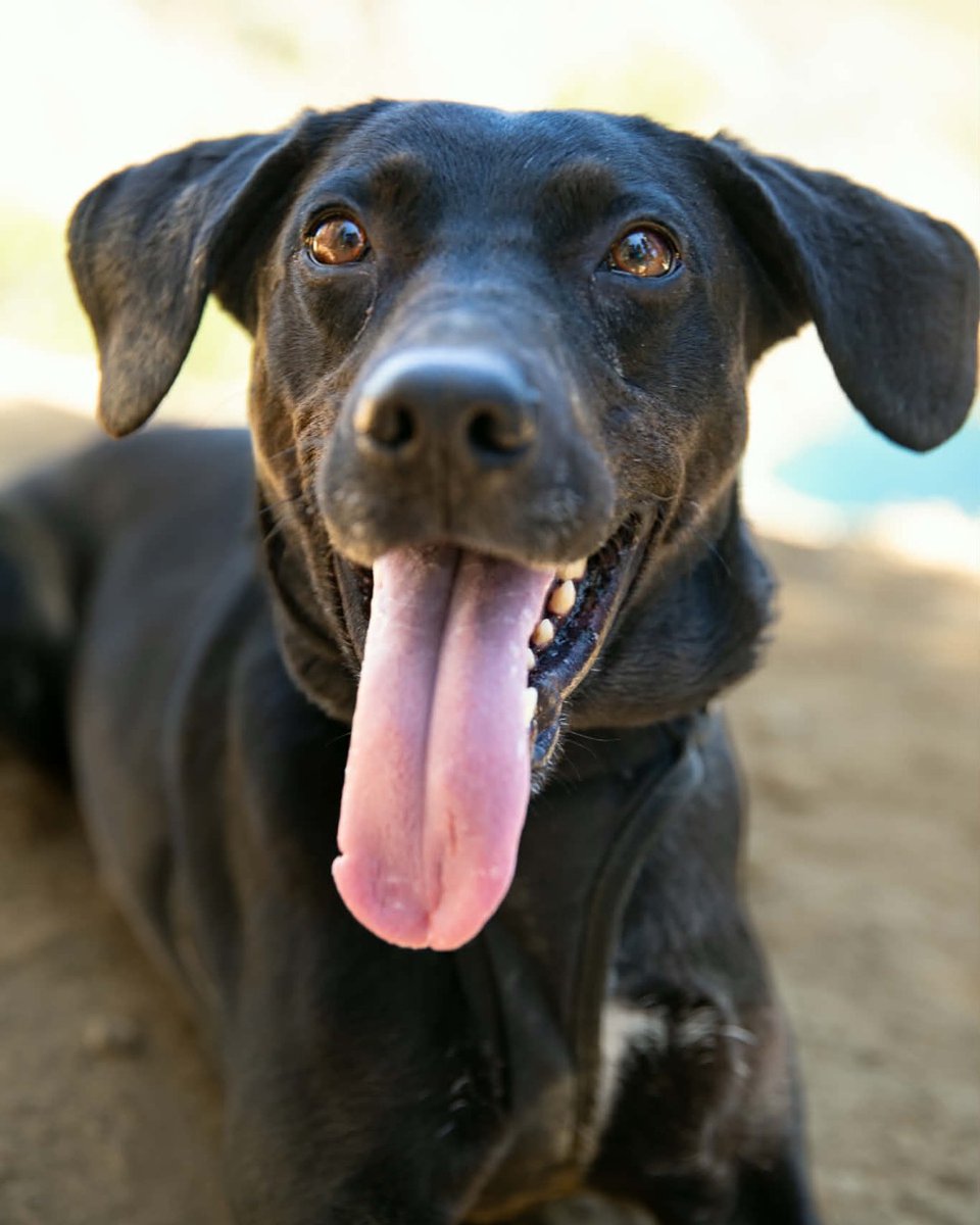 Pilot Flying J tweet media