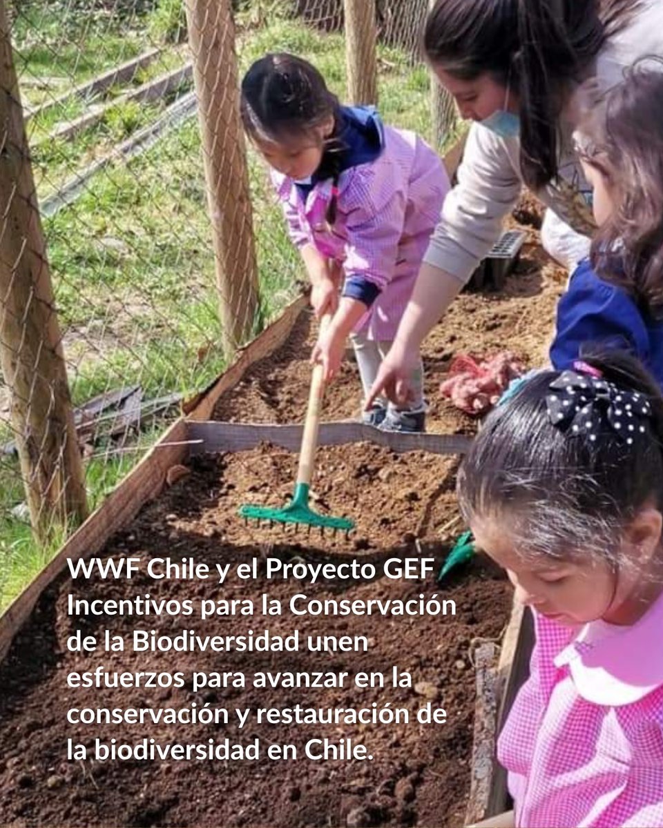 WWF Chile tweet media