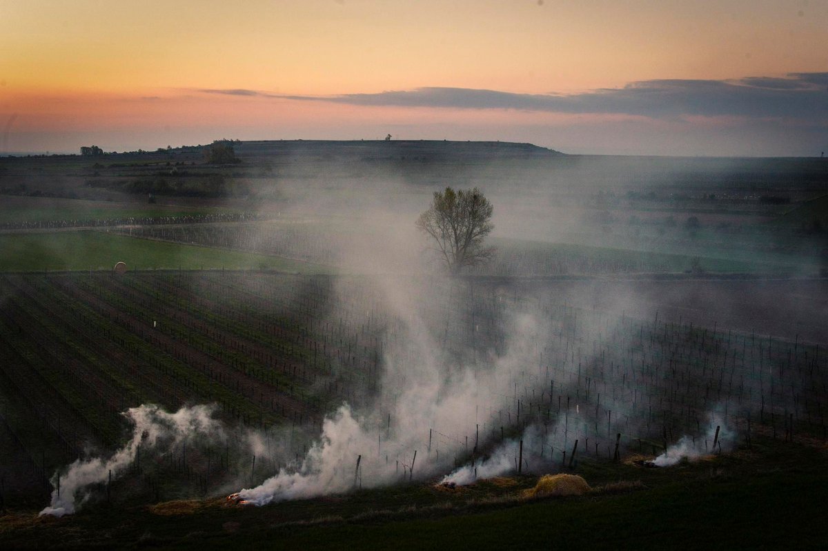 AustrianwineUSA's tweet image. Spring is almost here, but with that means we're heading into frost season as well. Although this image is quite pretty, frost is a serious problem for vineyards. 

Luckily, many growers have protestive systems in place. 

(c) #AustrianWine / Robert Herbst
*Supported by European*