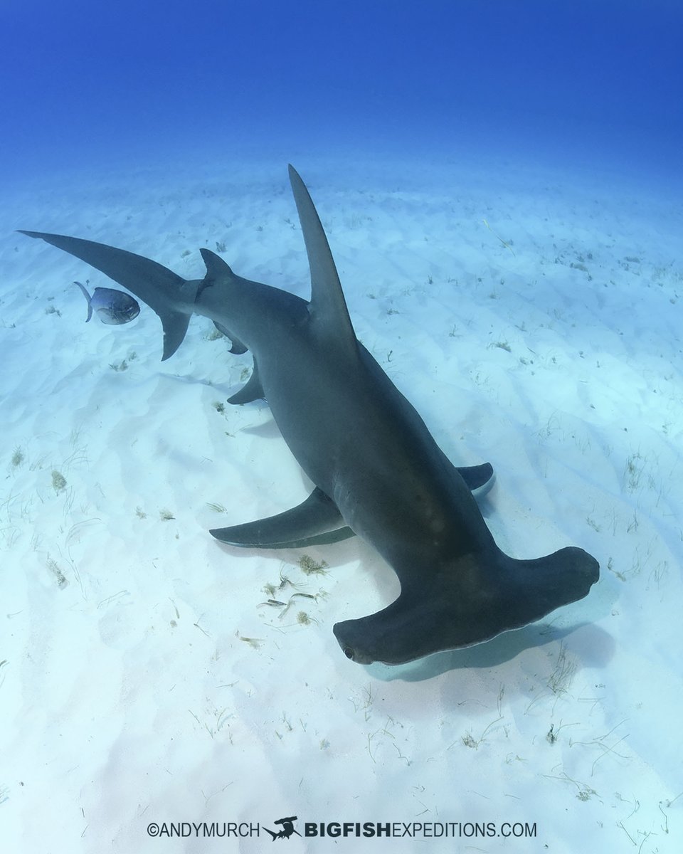 Big Fish Expeditions tweet media