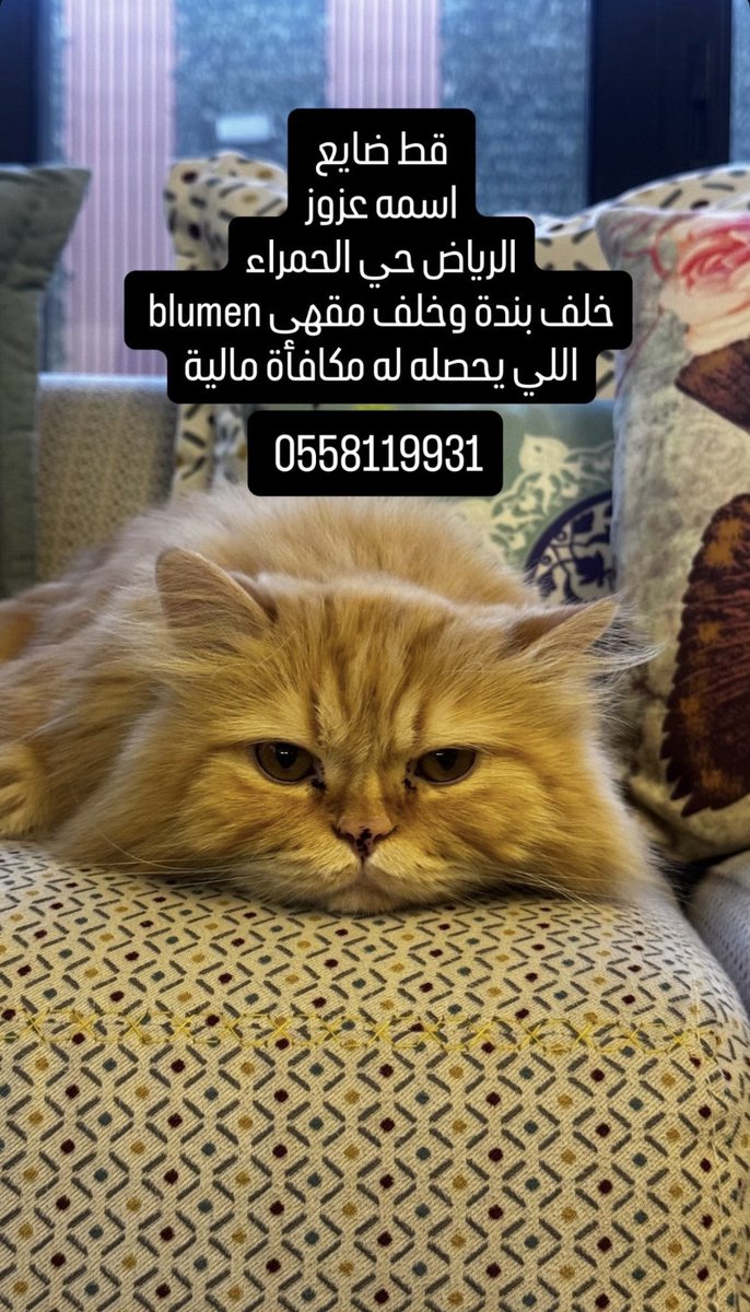 تطبيق مفقود tweet media