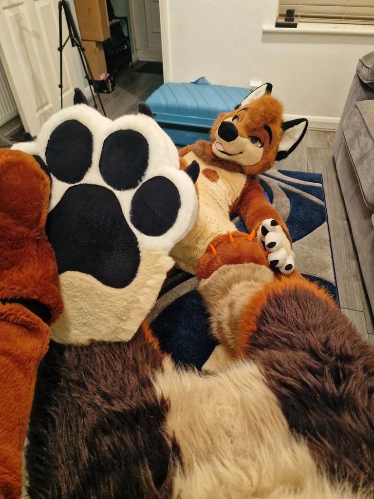 Tibble the Fox tweet media