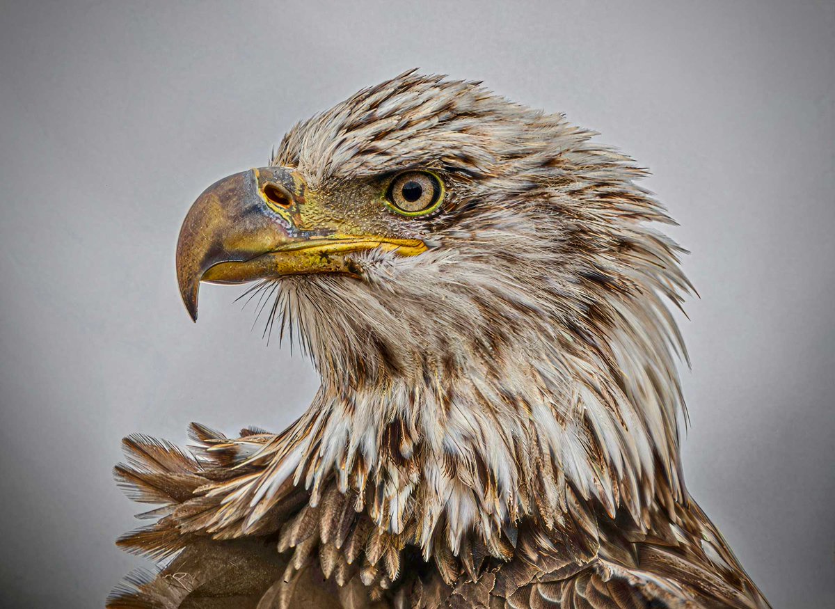 WillCoForestPreserve tweet media