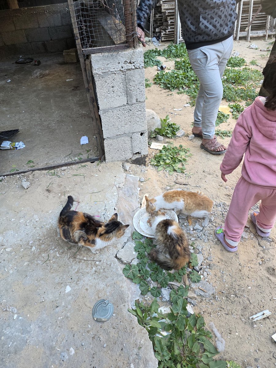 ♥️🇵🇸🇵🇸❤️A lover ♥️of homeless cats😻❤️🌱🌱👍🤗 tweet media