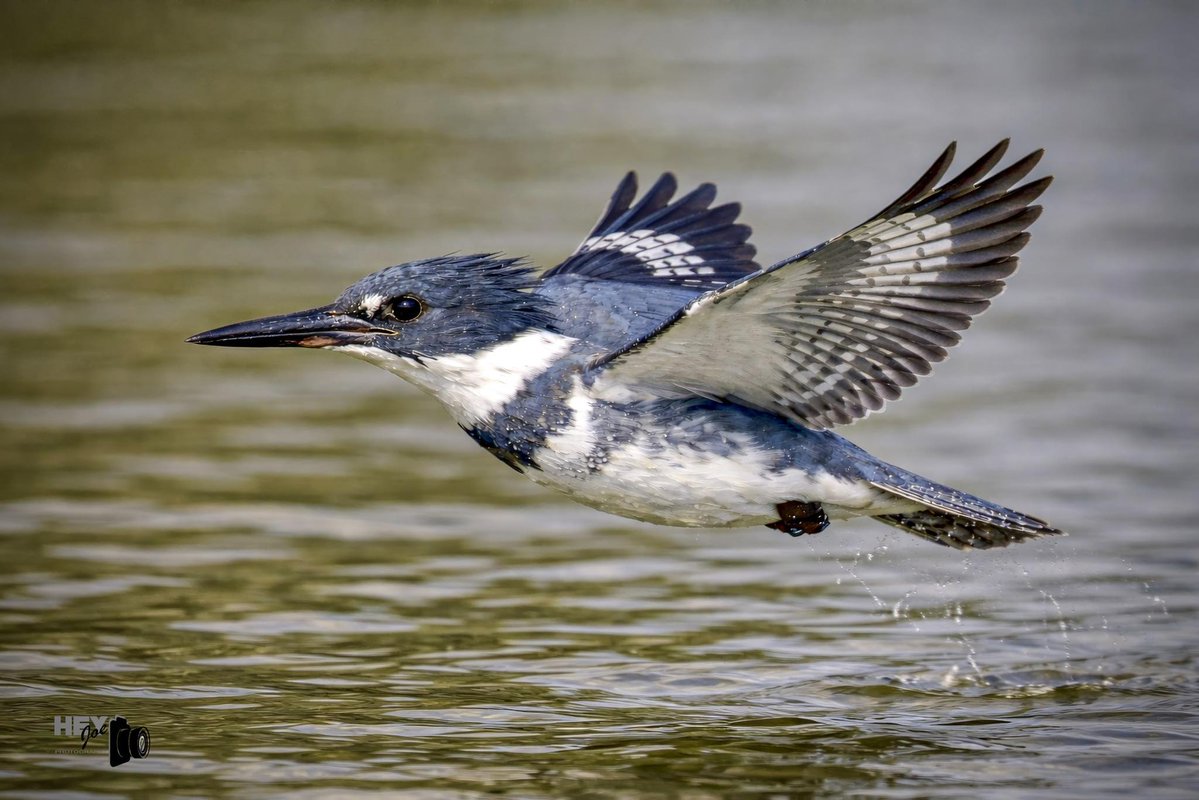 Today In Nature tweet media