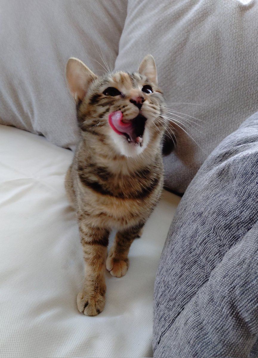 猫を撫でると雪の音 tweet media