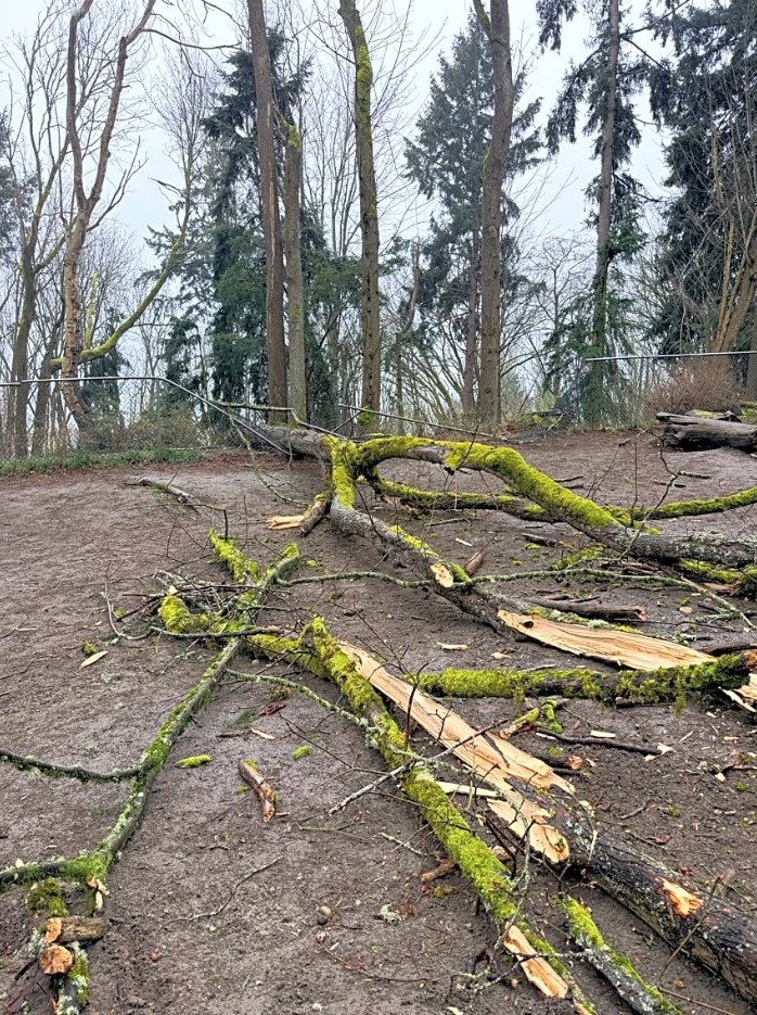 Seattle Parks tweet media