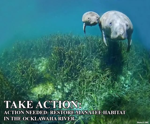 savethemanatee's tweet photo. FINAL chance to make sure this bill gets heard on the Senate floor - Florida residents, ACT NOW!
Tell the Senate President to schedule a vote and pass SB1066 before it's too late!
https://t.co/d54AQoGhLT https://t.co/PGkCuIghMD