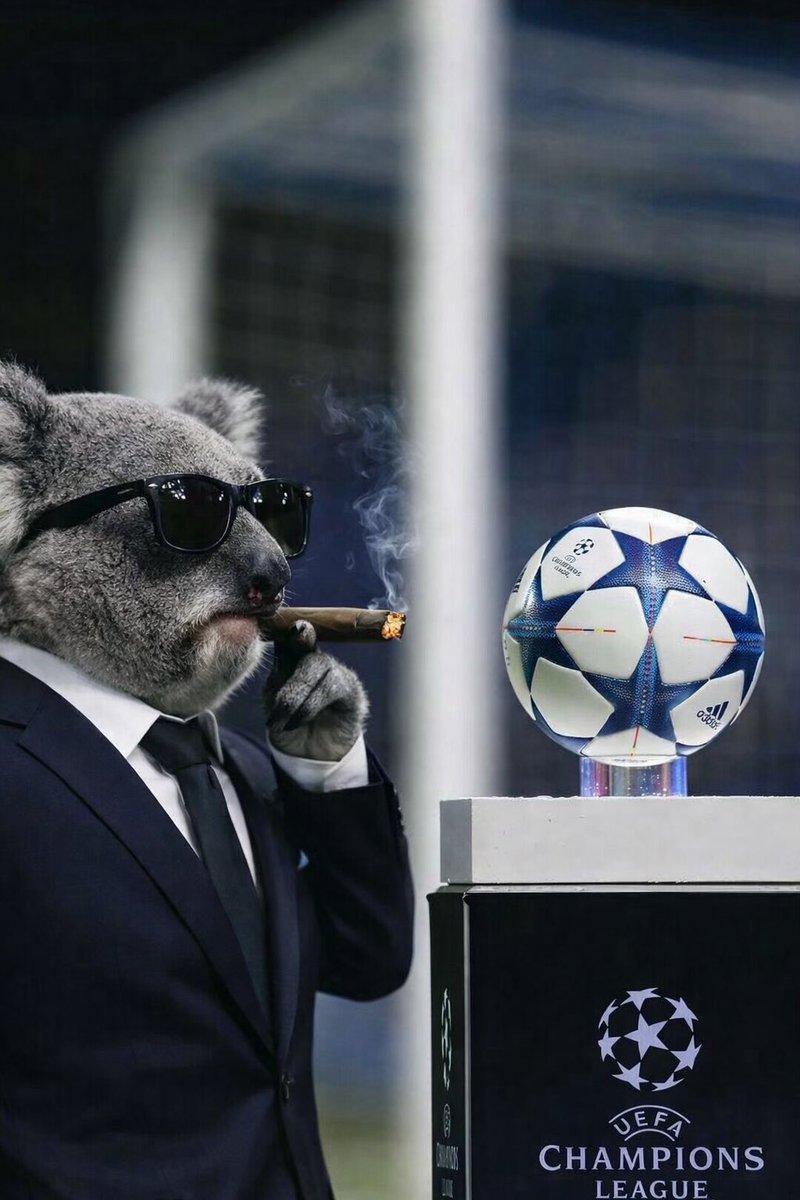 Koala Picks tweet media