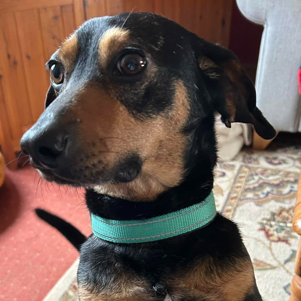 1.5yr old Rupert is in foster in West #Yorkshire
He is an absolute dream and has no issues to deal 
He sleeps downstairs in the kitchen all night with no noise or fuss, doesn’t touch anything and never any mess
finalstoprescue.co.uk
#Leeds #York #Huddersfield #Sheffield #Otley