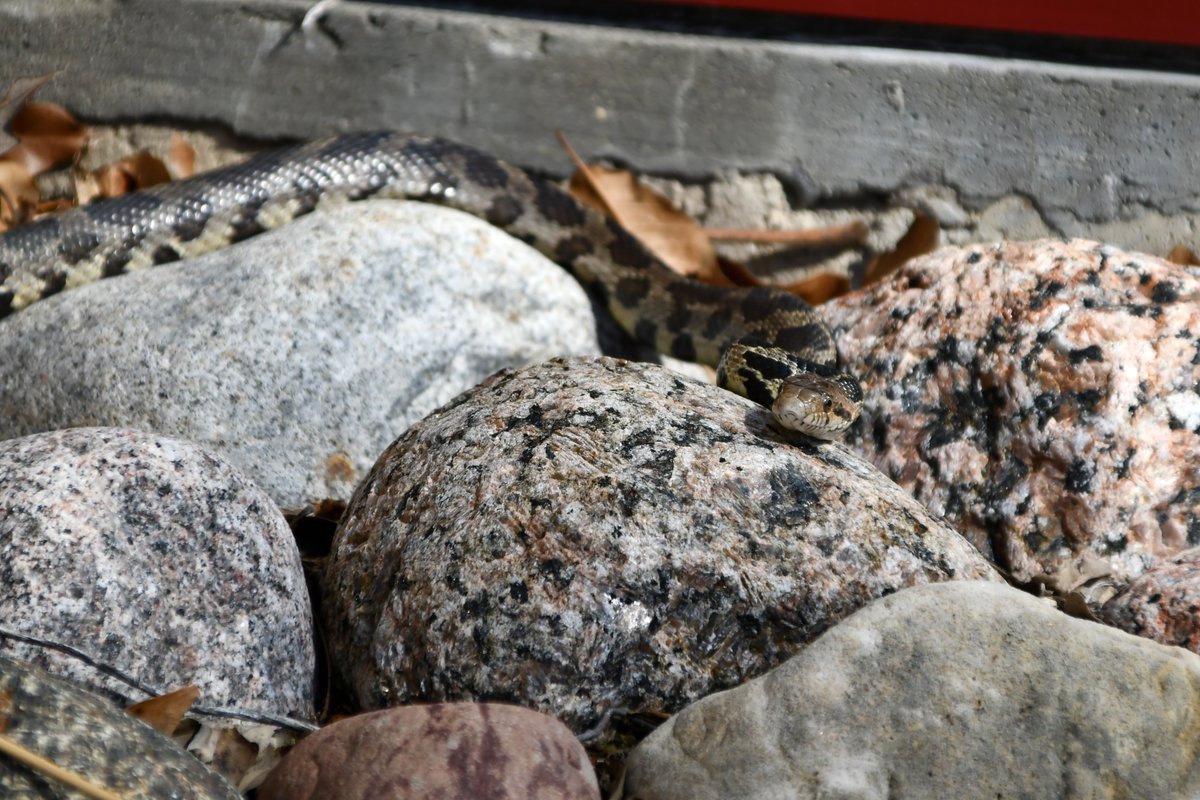 Today In Nature tweet media