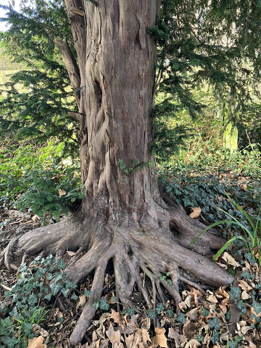 Another one for #ThickTrunkTuesday?