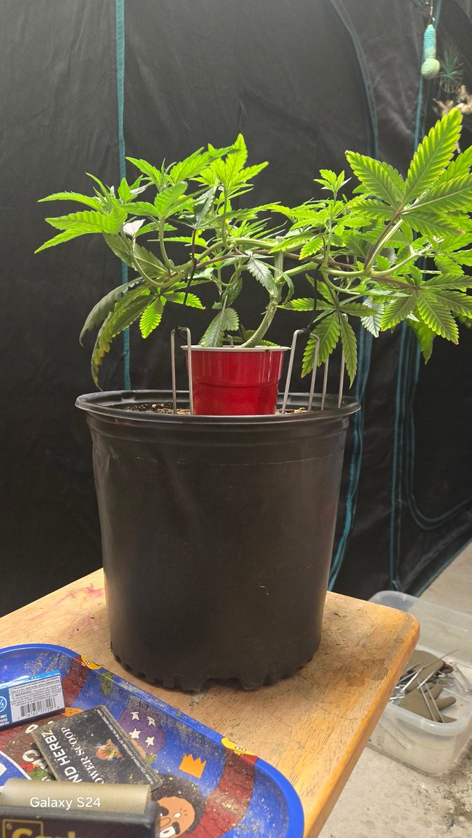 Duck Dodgers tweet media