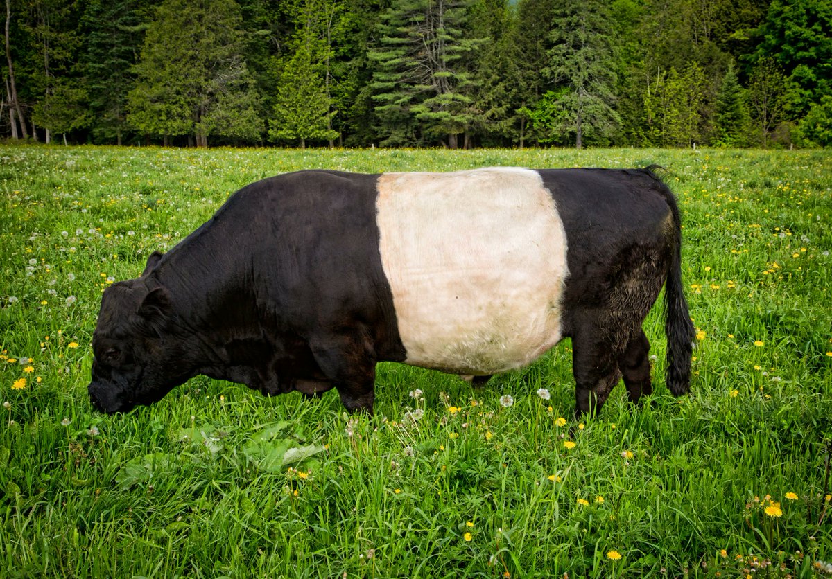 The Belted Galloway has a white stripe around its middle like someone wrapped it in a bandage and forgot to finish.

This is not decorative.

Nobody designed the Belted Galloway's belt.

It arrived through selective breeding of cattle in the Galloway region of southwest Scotland,