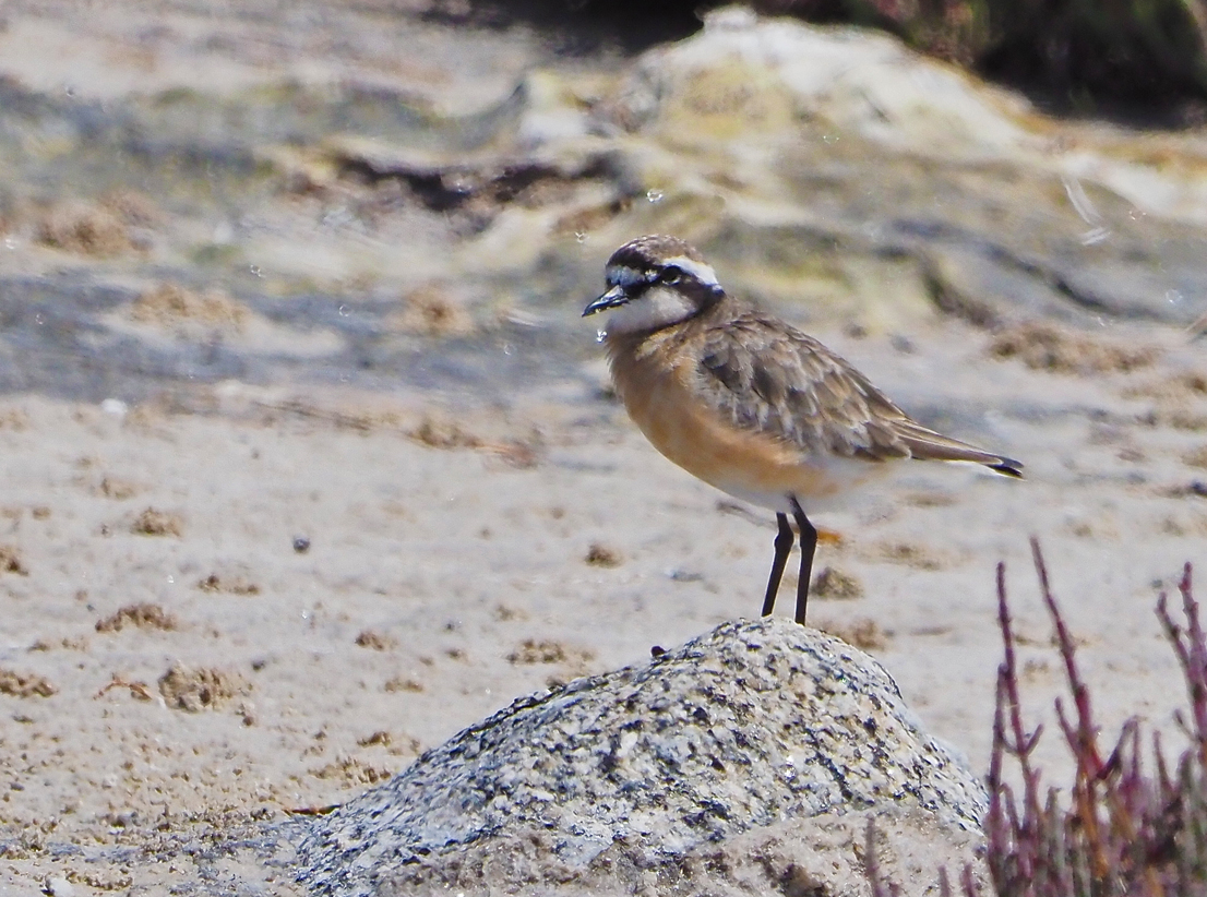 Brian E.Carruthers tweet media