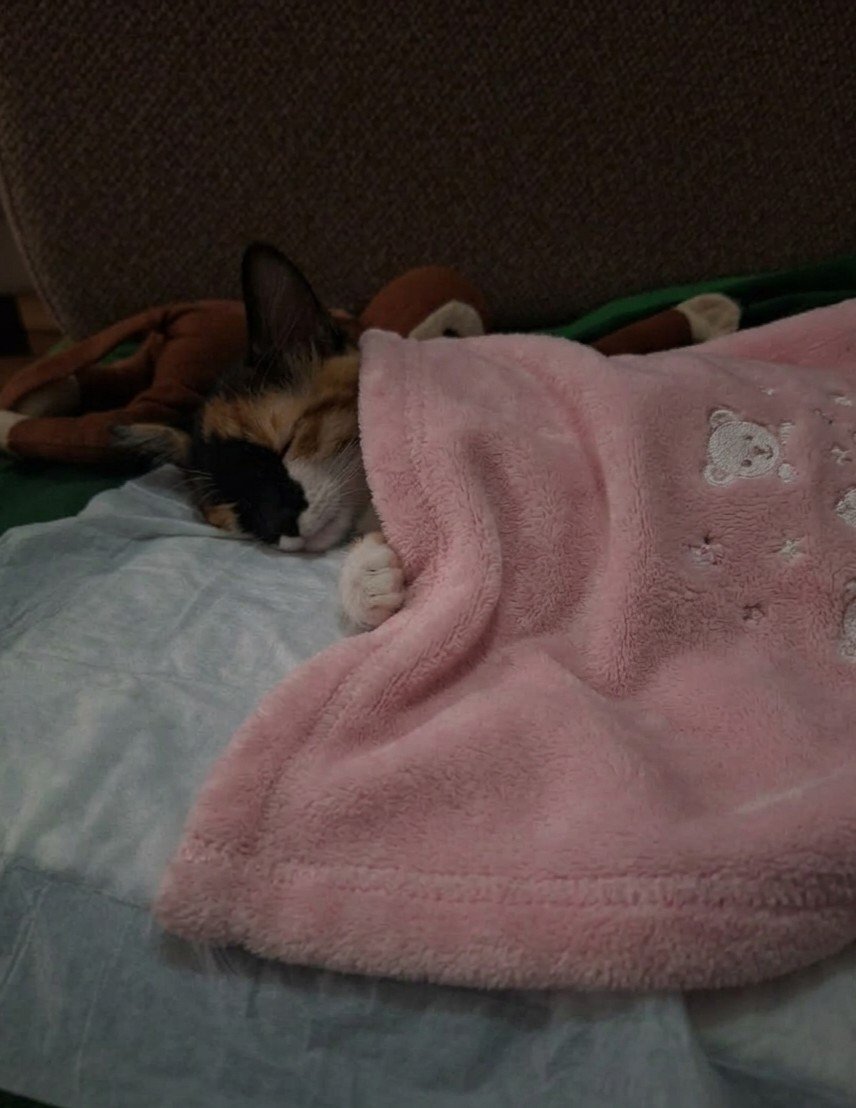 soran,yazan herkese çok teşekkür ederiz işlem bitti, yaklaşık 1,5 saat oldu kızım iyi, sadece anestezinin etkisini atmaya çalışıyor bu süreçte anneannesi başında nöbette olacak ben mi? ben biraz pipirikliyim uzaktan kalp krizi geçirmeden durmaya çalışıyorum 🥹