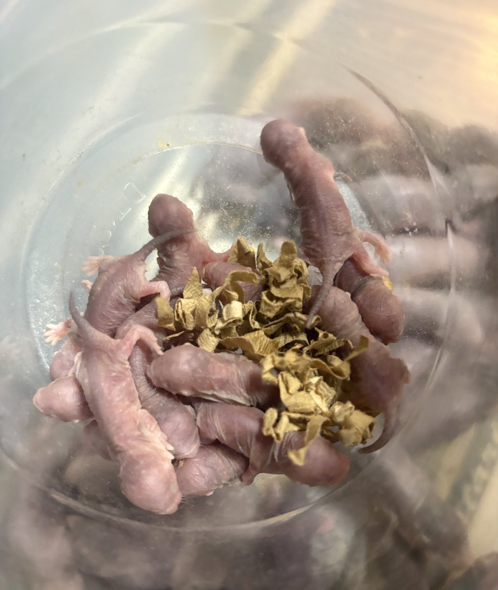 しんえん tweet media