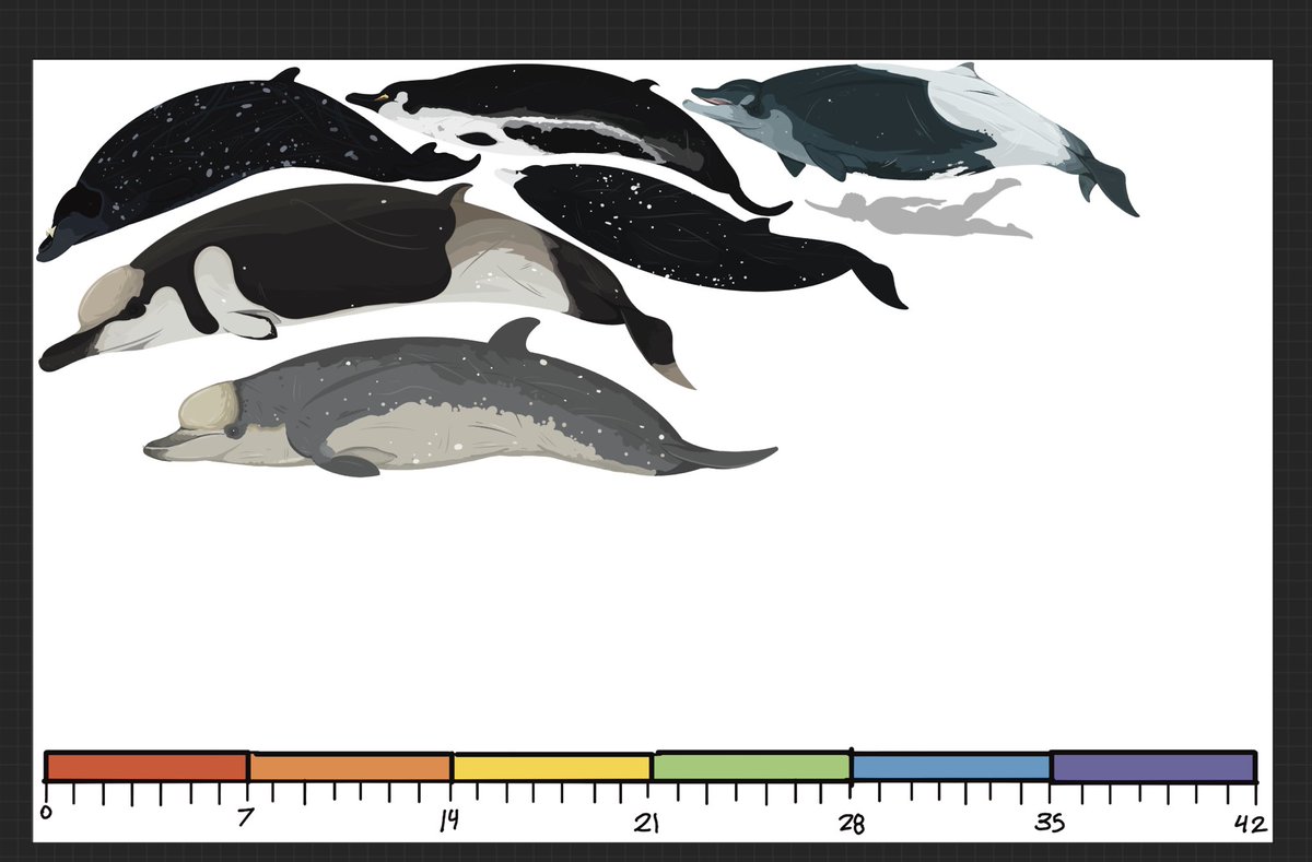 All these Beaked Whales are for bigger project featuring all of the 24 ...