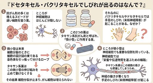 dr_breacan's tweet photo. 【#乳がん1分知識】#91

『ドセタキセル・パクリタキセルでしびれが出るのはなんで？』

抗がん剤の多くは
増えるスピードが速い細胞を狙う薬です。

ところが
神経細胞はほとんど分裂しません。

それなのに
パクリタキセルやドセタキセルでは
手足のしびれ（末梢神経障害）が起こることがあります。

なぜでしょうか。

この2つの薬は
タキサン系抗がん剤と呼ばれ、
「微小管」に作用する薬です。

微小管は本来
細胞分裂のときに

細胞の設計図の束である染色体を引っ張って分けるロープ

のような役割をしています。

タキサン系薬は
この微小管の伸び縮みを止めて動けなくしてしまう薬です。

その結果
細胞分裂が止まり、がん細胞は増えられなくなります。

ところが微小管は
神経細胞の中でも重要な役割を持っているんです。

神経細胞では

「栄養や伝達物質を運ぶための線路」

として使われています。

タキサン系薬は
この線路の働きも邪魔してしまうため、

神経の働きが悪くなり
手足のしびれ（末梢神経障害）が起こるのですね。

#乳がん
#乳がん治療
#しびれ
