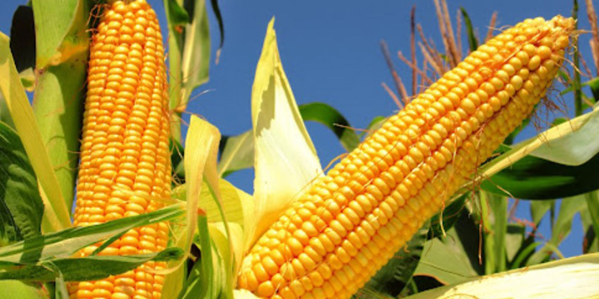 Centro CEPA tweet media