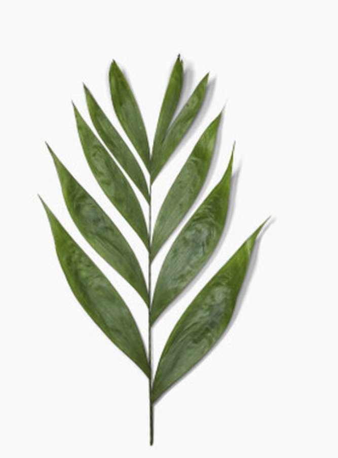 Palm Sunday Essentials: Fresh, Consistent, Ready to Design - mailchi.mp/florasource.fl…