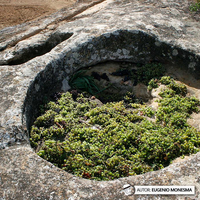 EugenioMonesma's tweet image. 👣🍇 Antes de las máquinas… LOS #PIES HACÍAN EL #VINO. En este lagar de 400 años se pisaban las uvas como se hacía hace siglos.

En 2013 pude recrear este proceso de obtención del vino y del #mosto en este #LAGAR rupestre.

📽️ Documental COMPLETO (9'): youtu.be/CL9qDUw-nK4