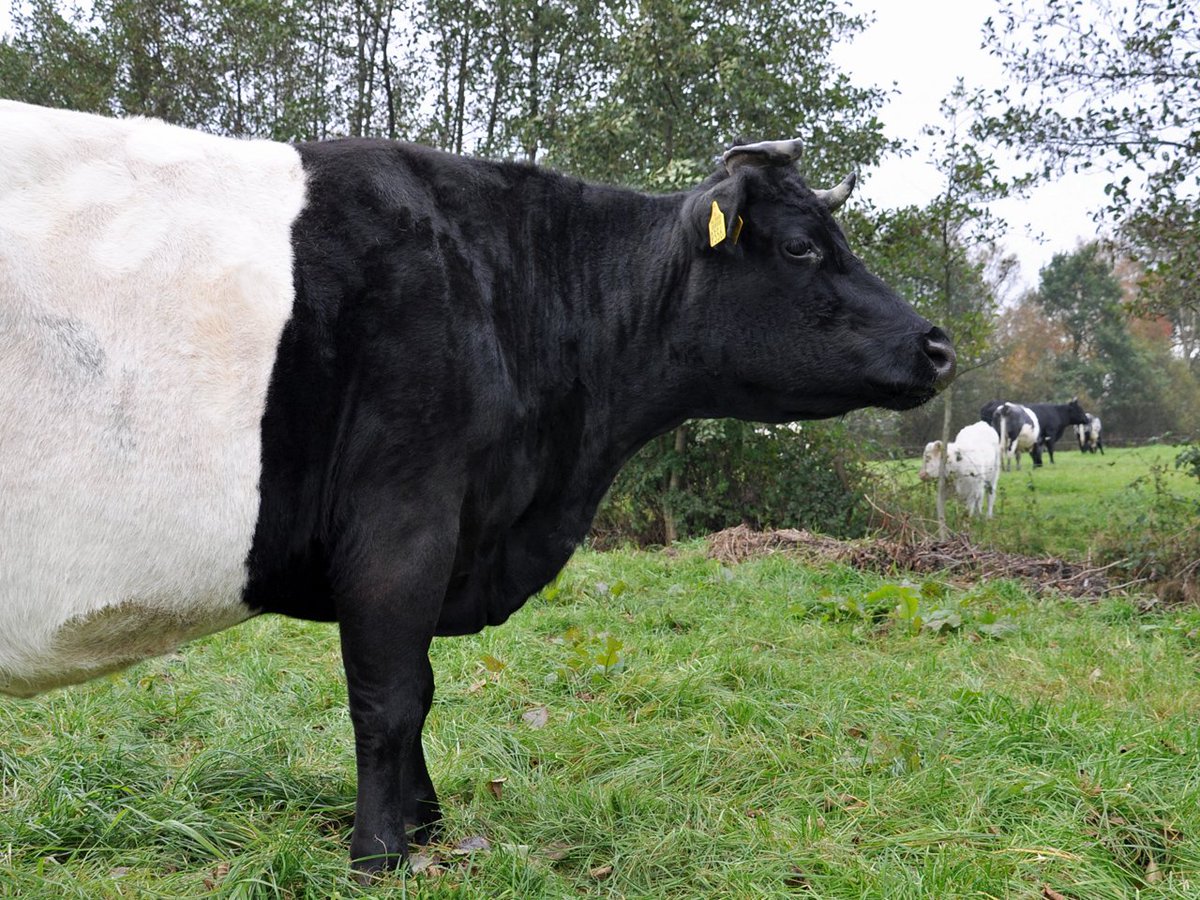 Robbert Leusink tweet media