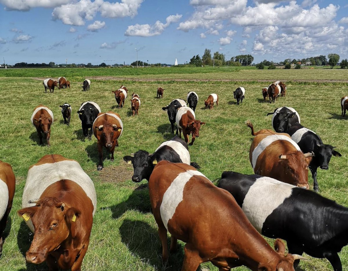 Robbert Leusink tweet media