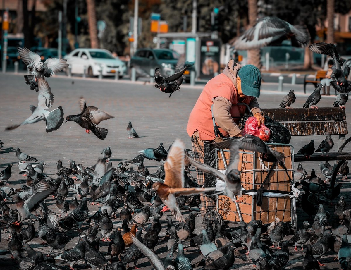 ארי סר tweet media