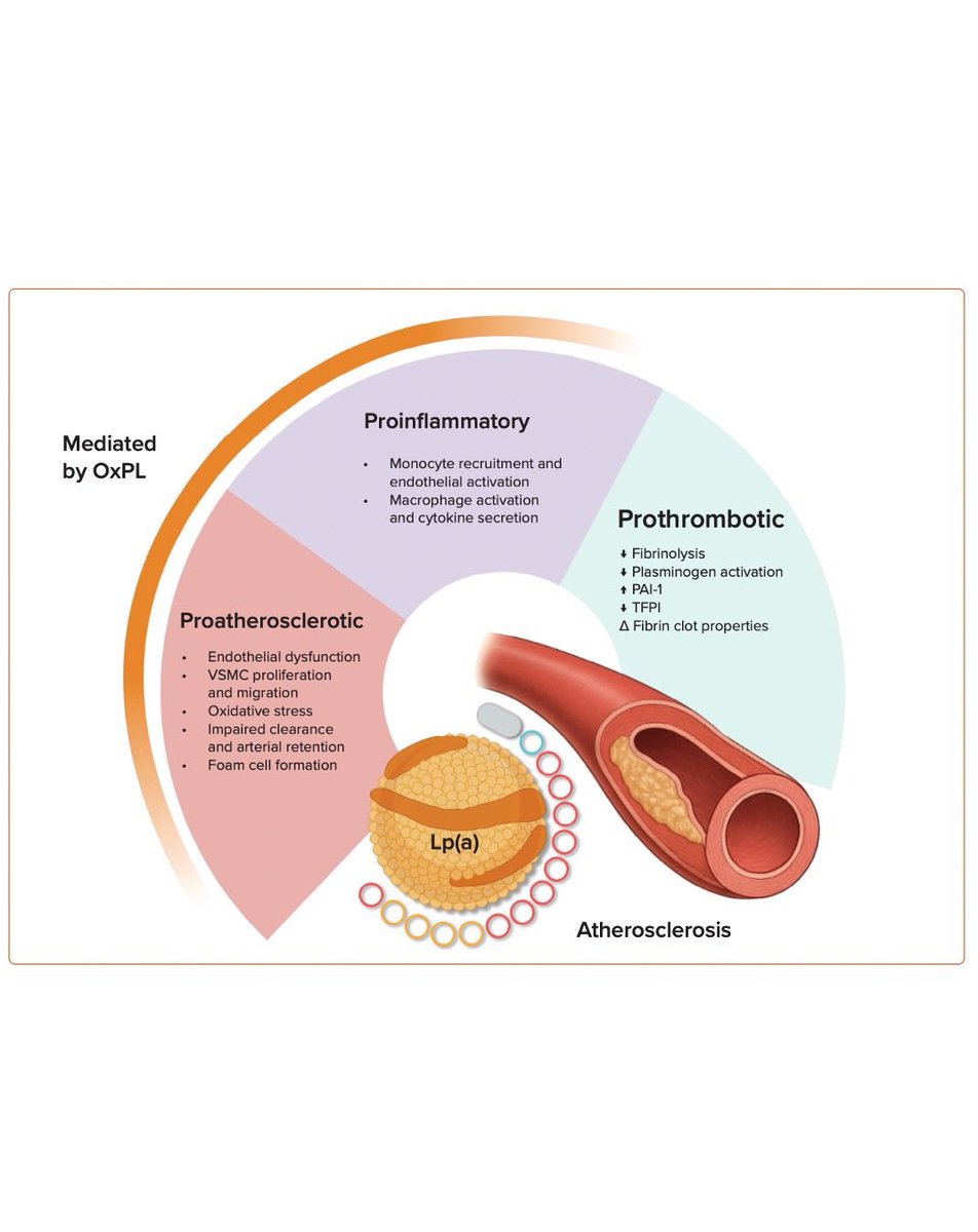 Dr. Martha Gulati ♥️🫀❤️‍🩹🇨🇦 tweet media