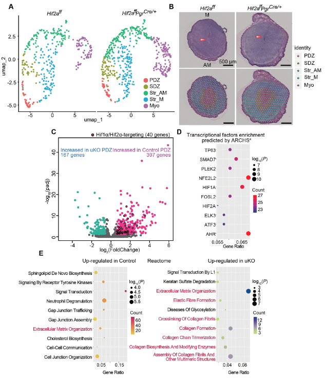 CDD press tweet media