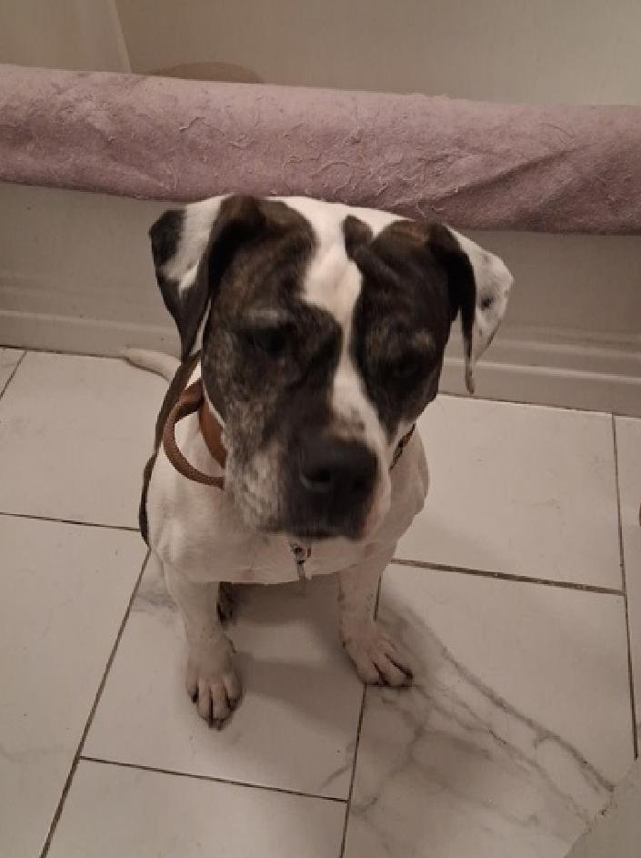 tomsland_'s tweet image. 2 yr old ultra cute Cozy was dumped after 2 wks with her prior owner 4 not getting along with the resident dog &amp;amp; cat.
That 2 wks has put her at great risk at Manhattan ACC  even though she is getting along well there.
She urgently needs a loving exp. home!
nycacc.app/#/browse/248475