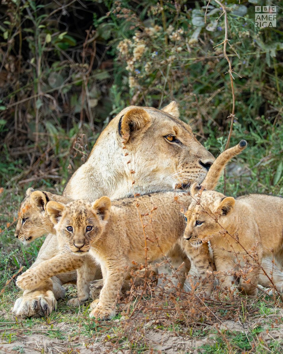 BBC America tweet media