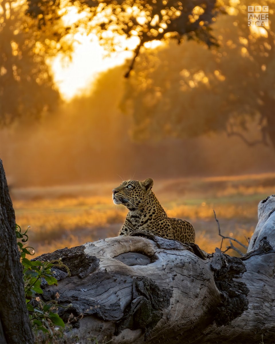 BBC America tweet media