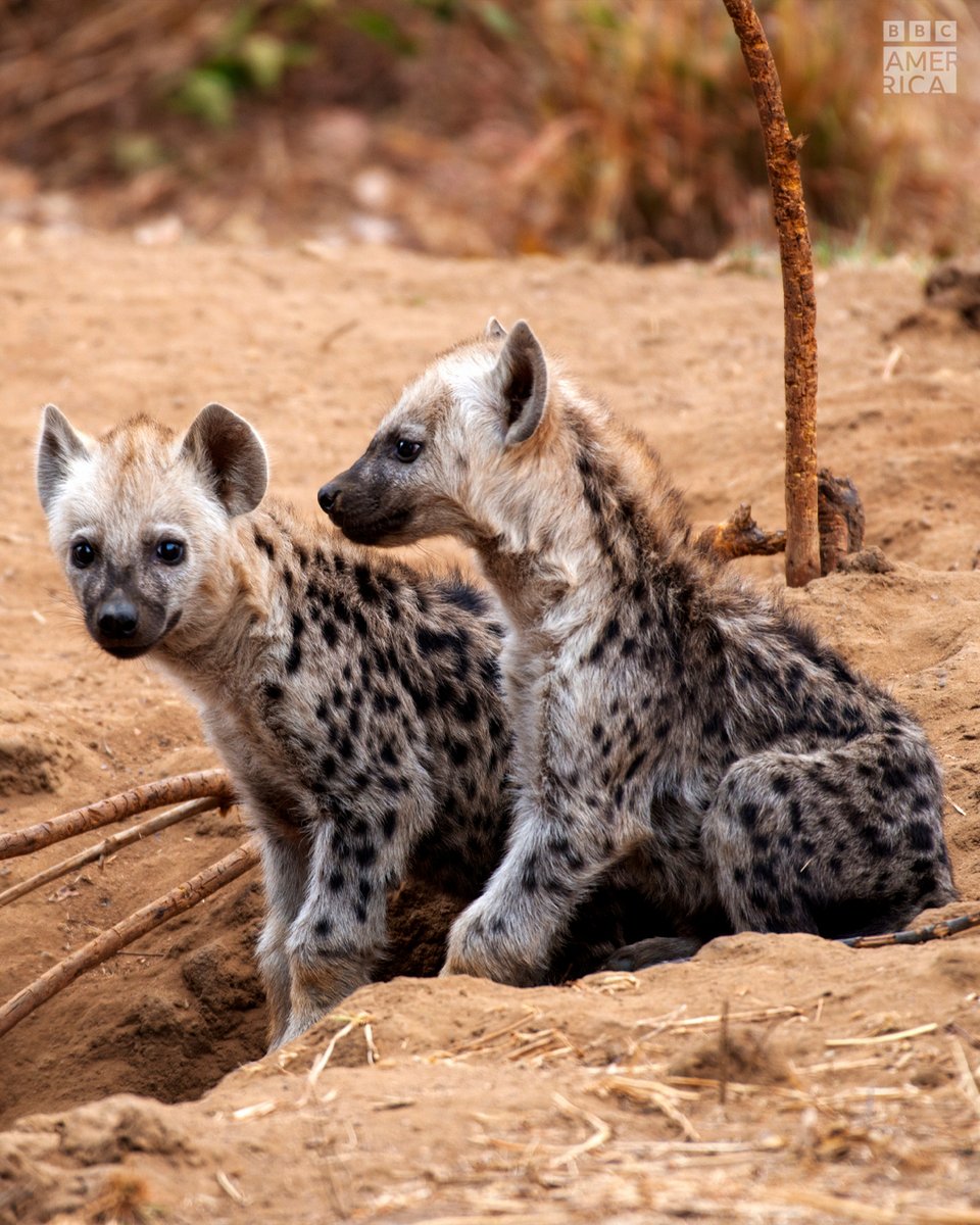 BBC America tweet media