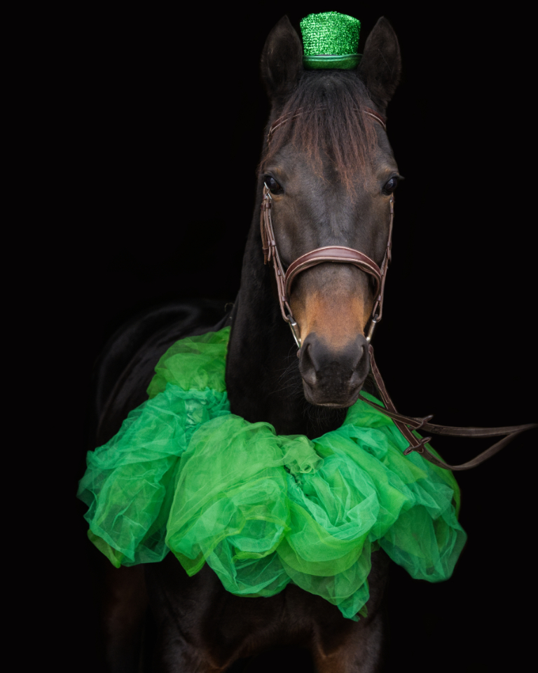 NewVocations's tweet photo. ONE WEEK UNTIL ST. PATTYS DAY! βοΈ Whatsastory is ready for green beer and Irish jigs!
This pretty Standardbred will be online soon from our New York facility - could you be his pot 'o gold at the end of the rainbow? π
#standardbred #adoptme #horses #otsb #newyork #equestrian https://t.co/nr1wtU5uLM