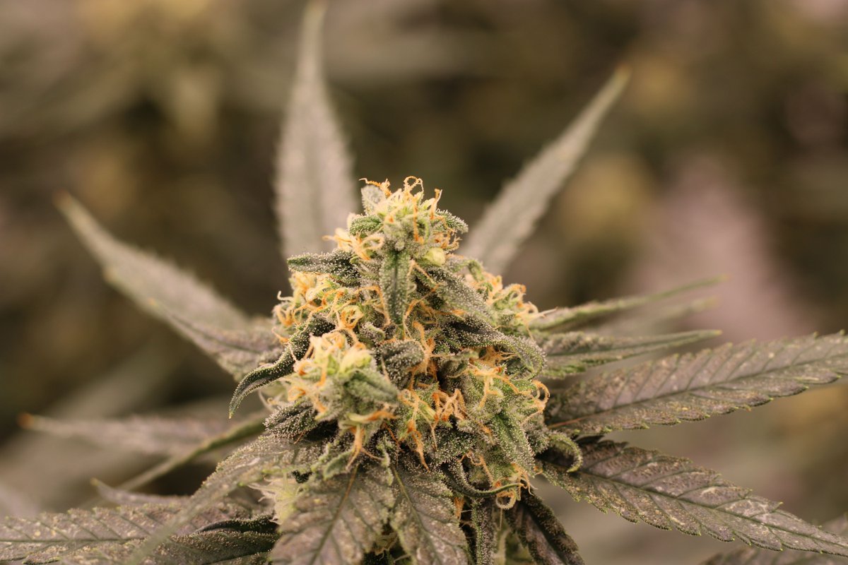 American ReLeaf tweet media