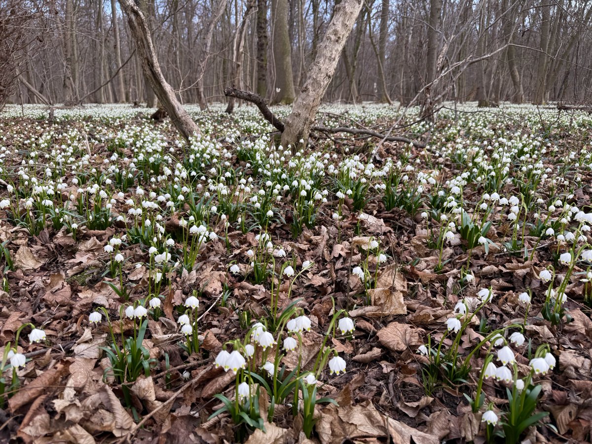 STR_1893 tweet media