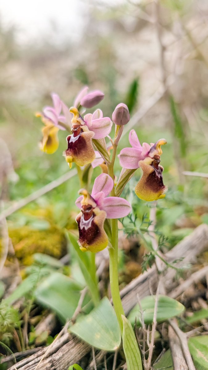 Jose David tweet media