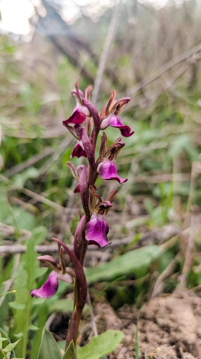 Jose David tweet media