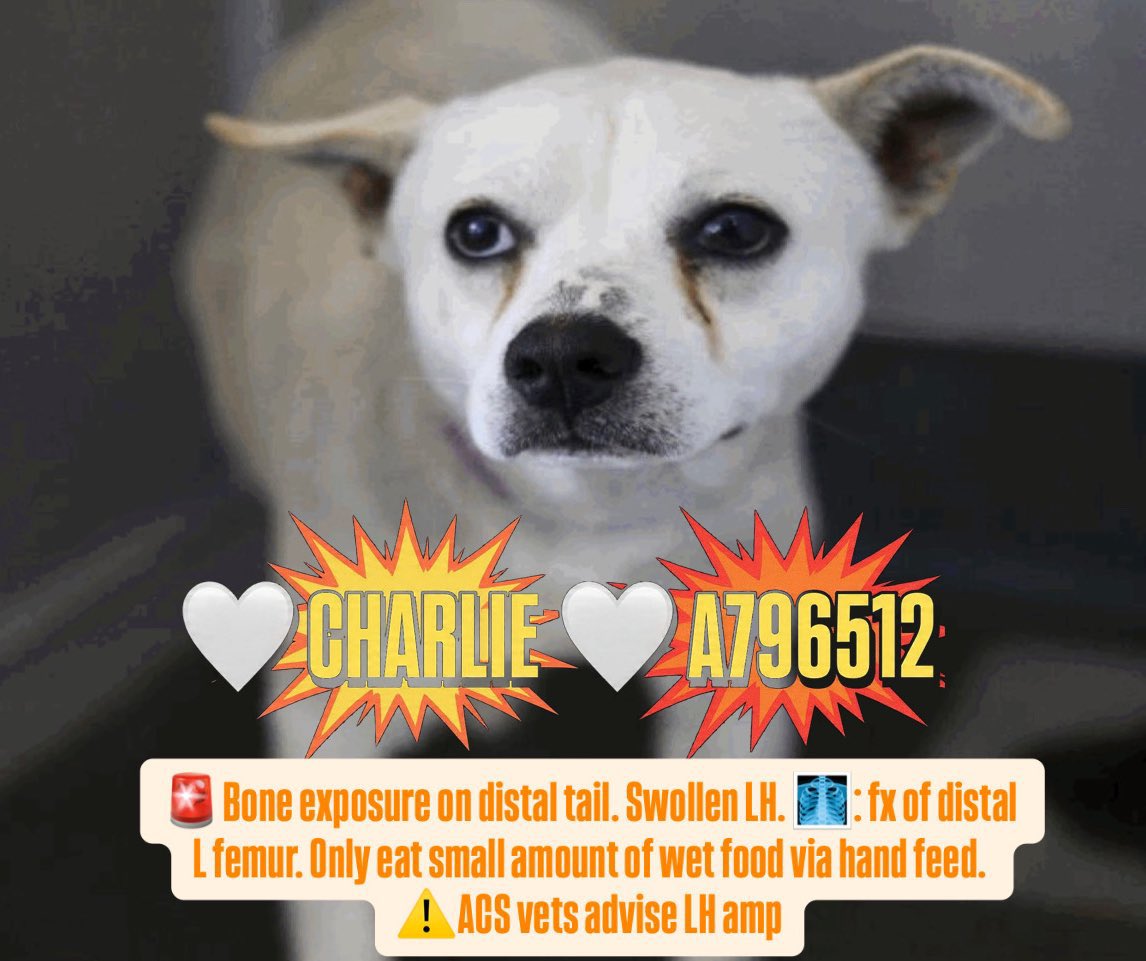 🆘 MEDICAL SMALL DOG IS BEING KILLED TODAY 3.10 BY #SANANTONIO ACS #TEXAS‼️

💛 CHARLIE 🧡#A796512 2yo, 32lb
💕Sweet &amp; friendly

🚨Bone exposure on tail. Swollen LH. 🩻: fx L femur. Only eat small amount of wet food via hand feed. 
⚠️ACS vets advise LH amp

#Adopt #Foster #Pledge