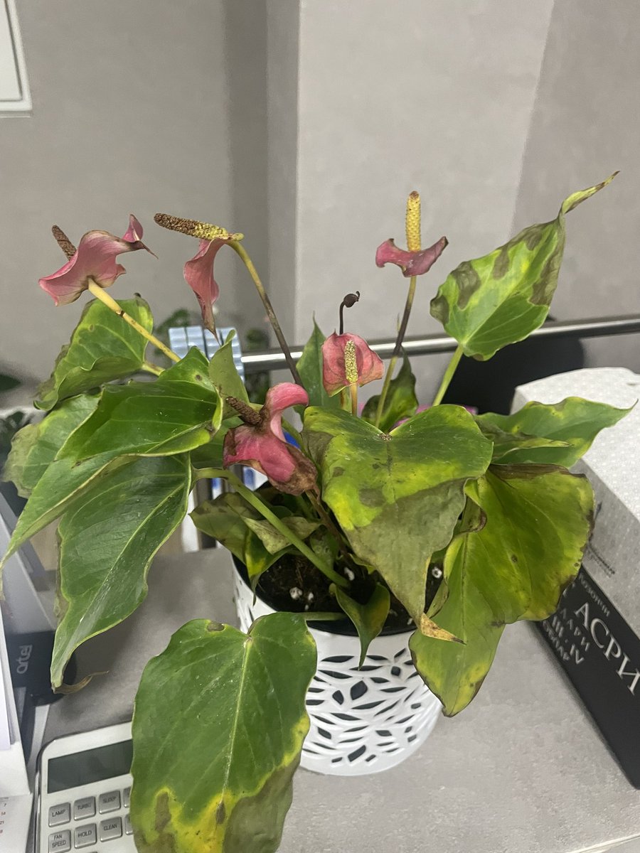 Ravshanova_❄ tweet media