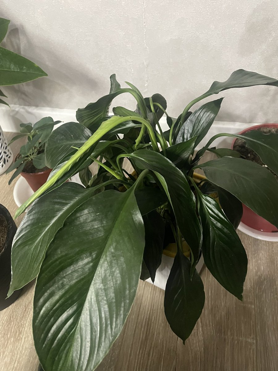 Ravshanova_❄ tweet media