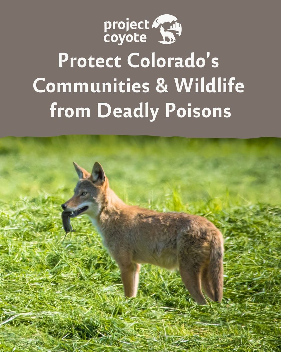 Project Coyote tweet media