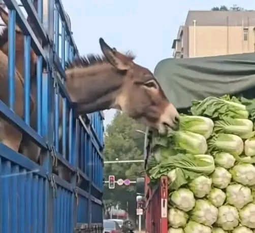 Imraن Khaن tweet media