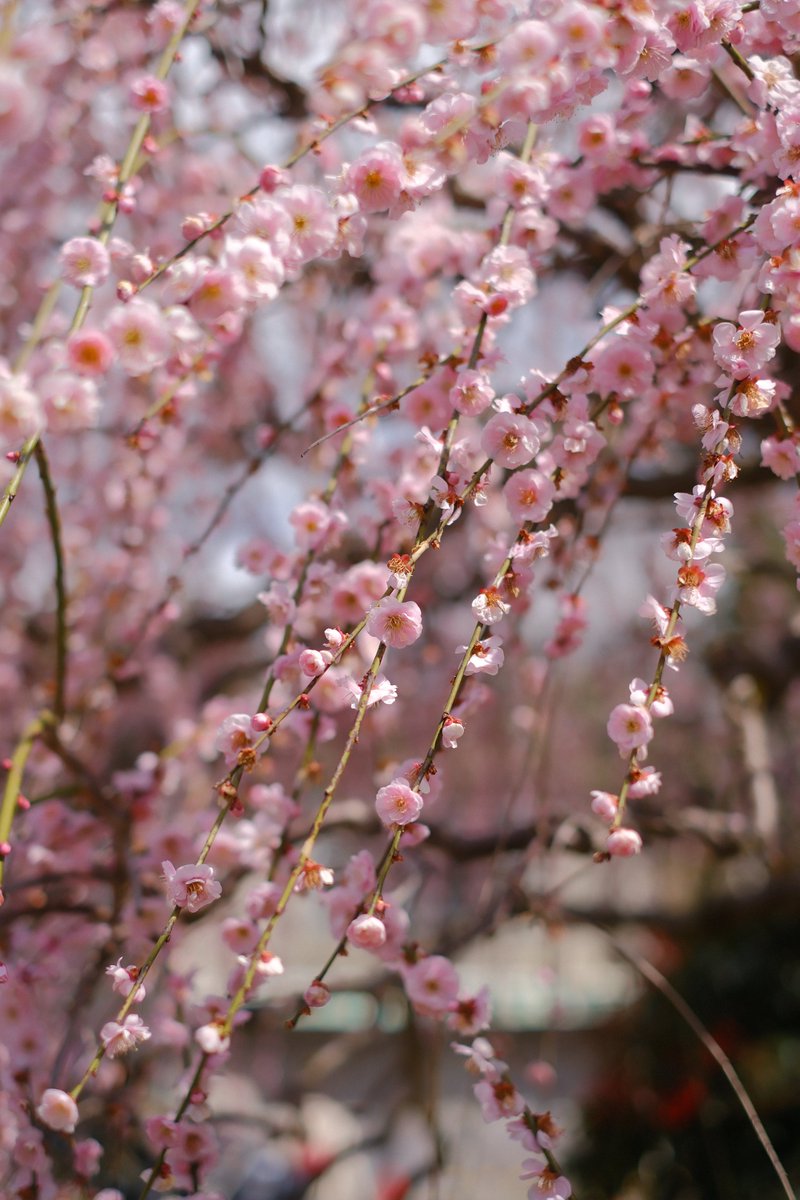 モルゲン@惹き合うG18 tweet media