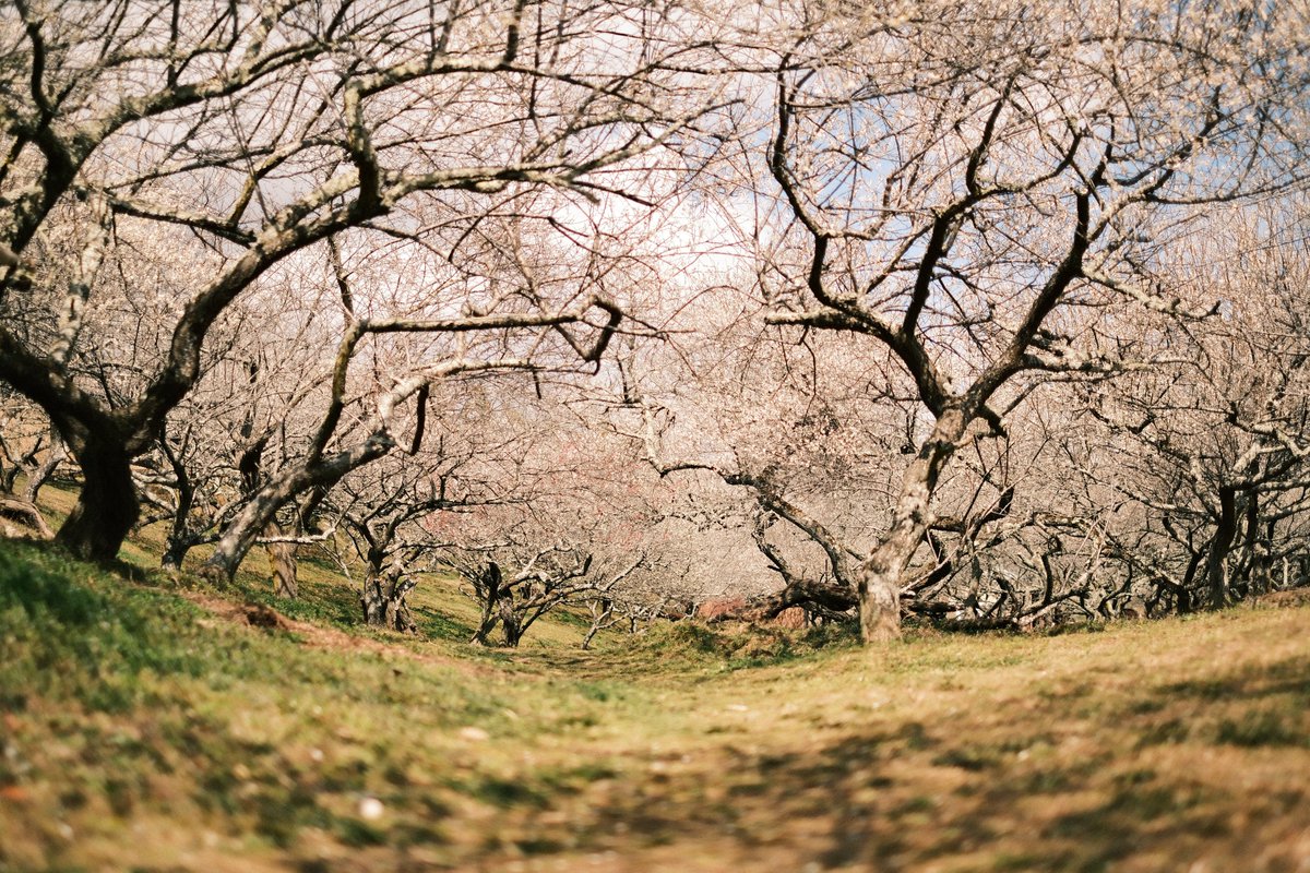 モルゲン@惹き合うG18 tweet media