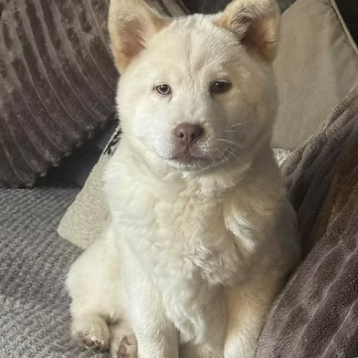 #rehomehour 
Noelle 6 month old Chow x Husky, she's a confident, 
house training in progress so expect accidents, can 
live with kids 4+ and a resident playful dog, must stay 
on lead as no recall, travels well, grooming a must, 
more info/adopt her from <a href="/WWPdogs/">West Wales Poundies Dog Rescue</a> UK