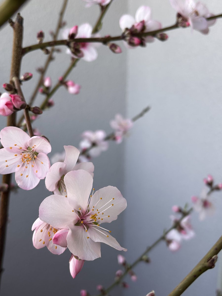 ベランダのアーモンドの花が咲き始めました🌸💕