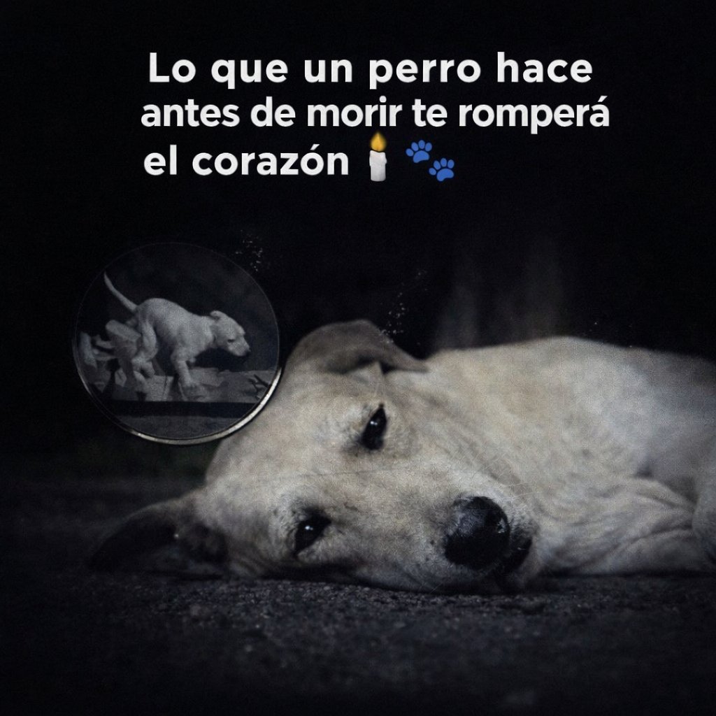 " Dicen que los perros saben cuándo ha llegado su hora"…

Pero lo que hacen en esos últimos minutos es algo
que muy pocos humanos podrían soportar ver.

No es miedo.
No es dolor.
Es algo más profundo… una despedida silenciosa, llena de amor,
que solo ellos entienden.

Una joven